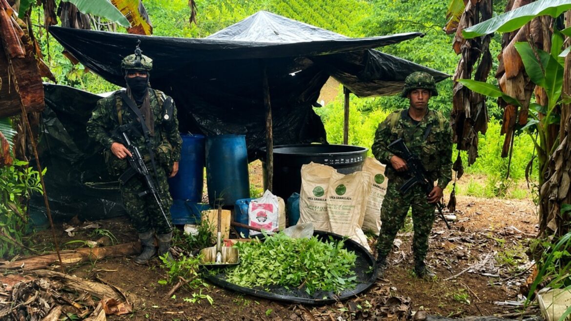 Colombia: la paz que prometió acabar con la coca y la disparó - cultivo de coca Colombia