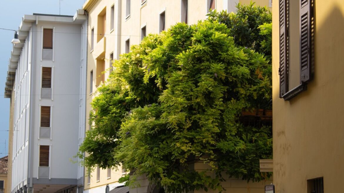 Este árbol invade las ciudades españolas y nadie sabe por qué - acacia del Japón