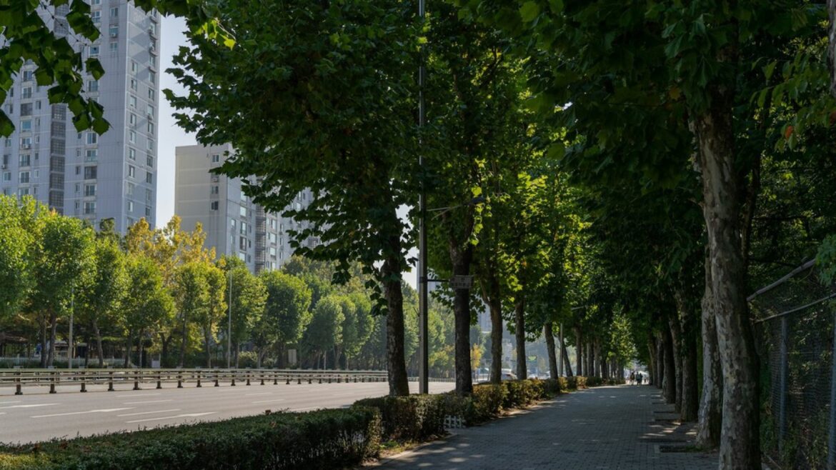 Árboles urbanos: los expertos alertan del peligro ante el calor extremo - árboles urbanos