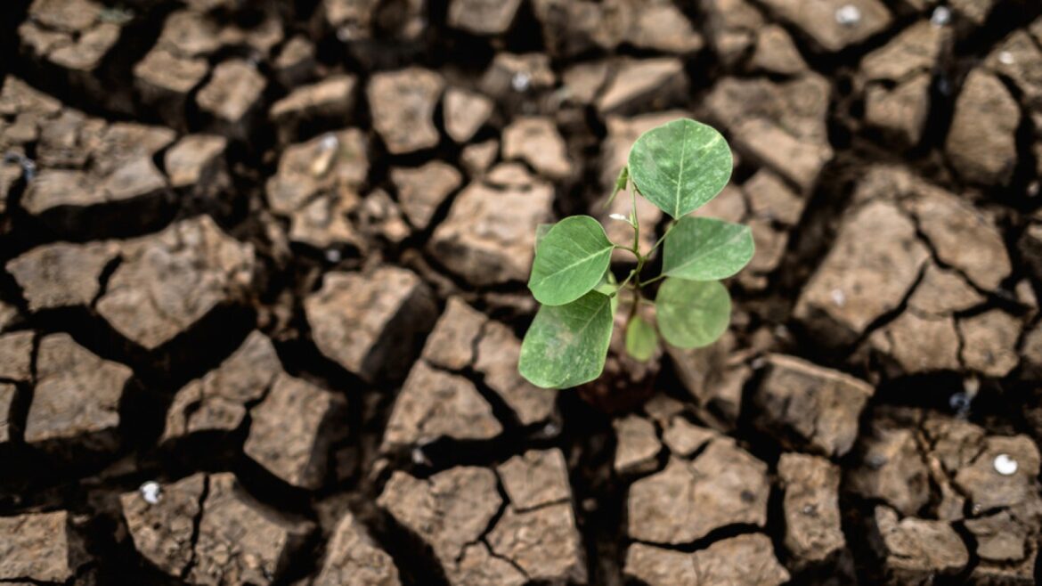 El cambio climático destruirá las cosechas: 2.000 millones sin comida en 2100 - cambio climático cosechas