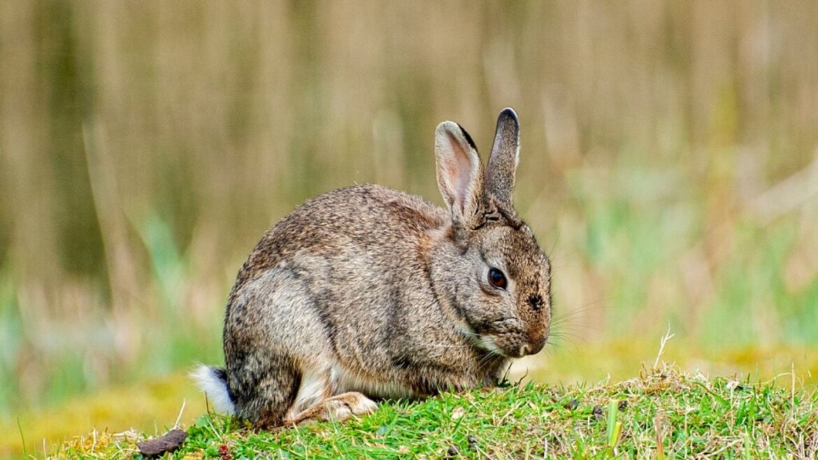 El conejo ibérico no era lo que creías: la ciencia lo confirma tras 2 millones de años