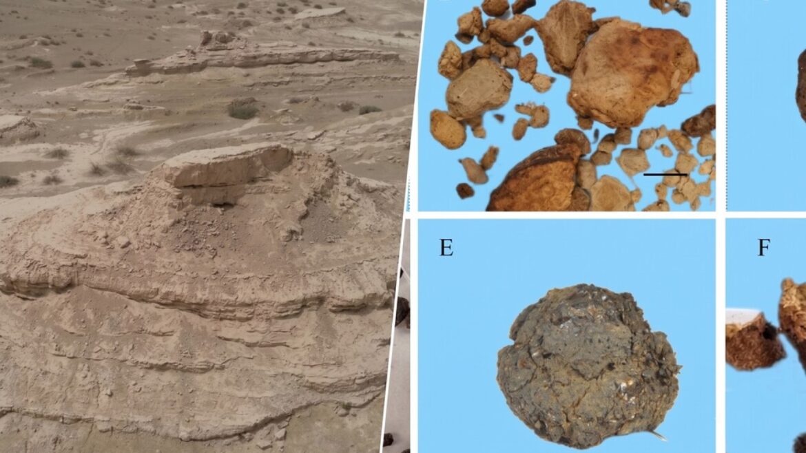 Coprolitos revelan un secreto de 4.000 años bajo el desierto del Tarim - coprolitos del Tarim