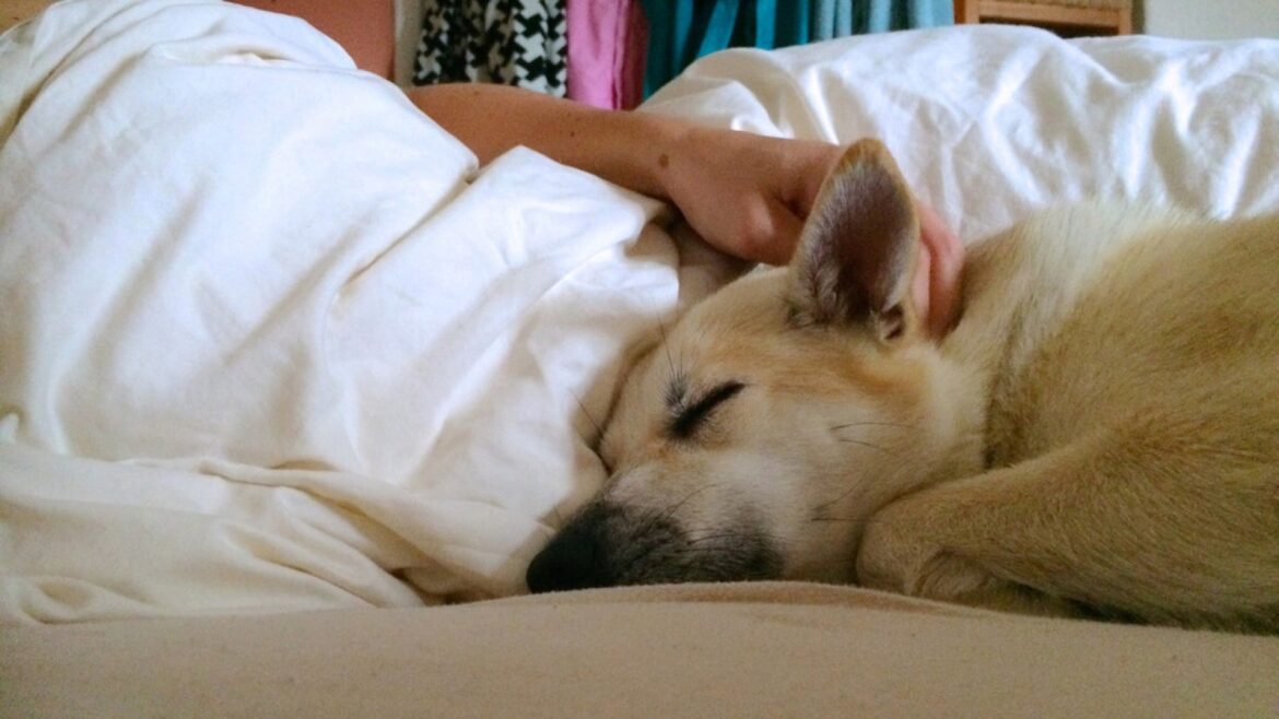 ¿Duermes con tu perro o gato? La ciencia revela la verdad - dormir con mascotas