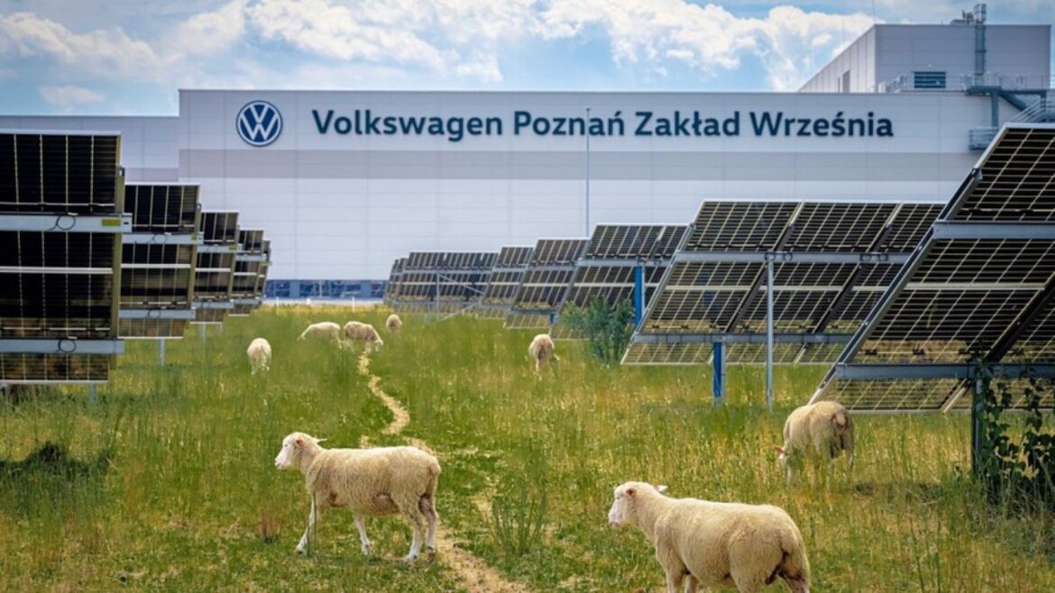 Volkswagen sustituye las máquinas por ovejas para cuidar su parque solar - ovejas parque solar