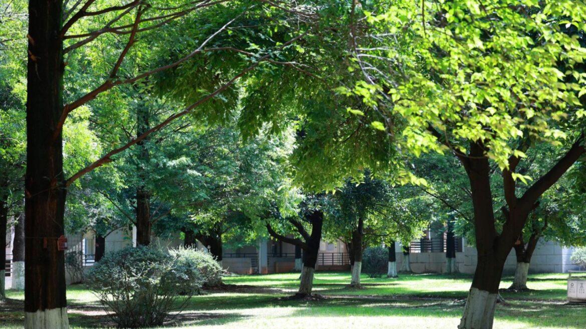 Refugios climáticos urbanos: no todo lo verde protege del calor extremo