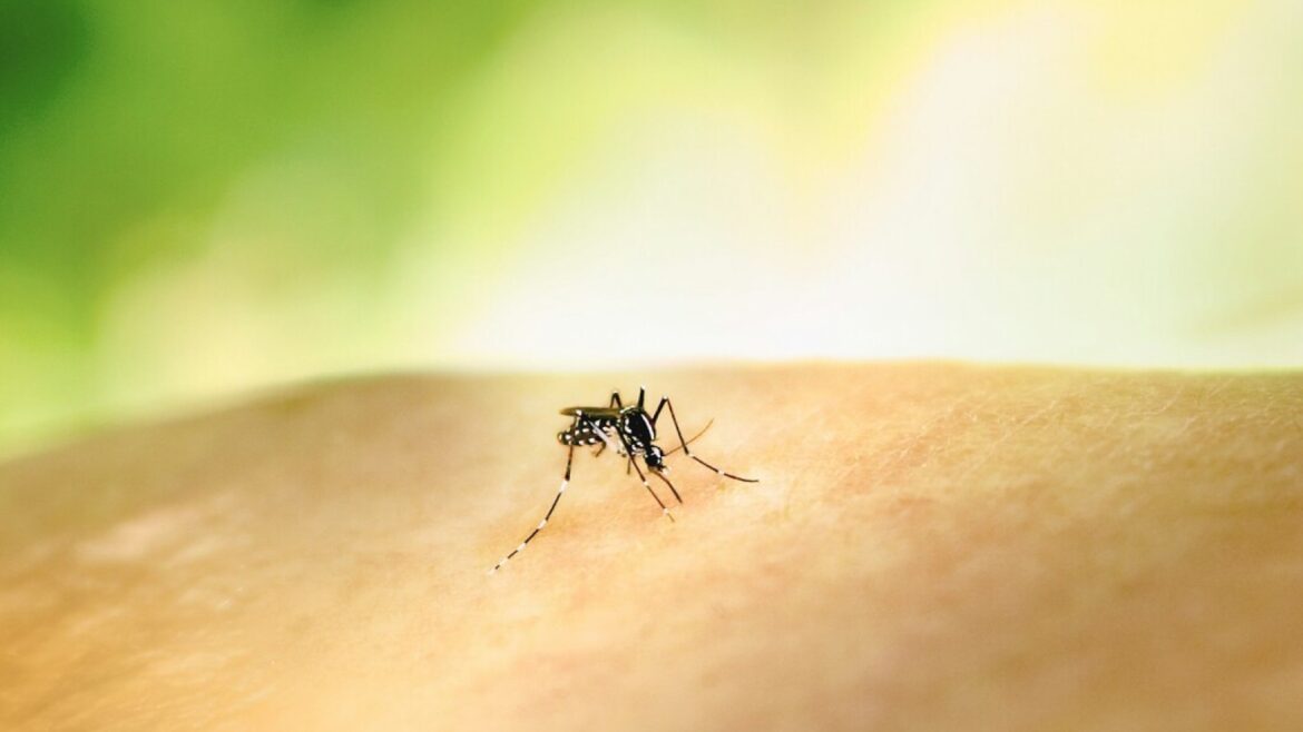 DEET, el repelente que puede atraer a los mosquitos si lo usas mal - repelente DEET mosquitos