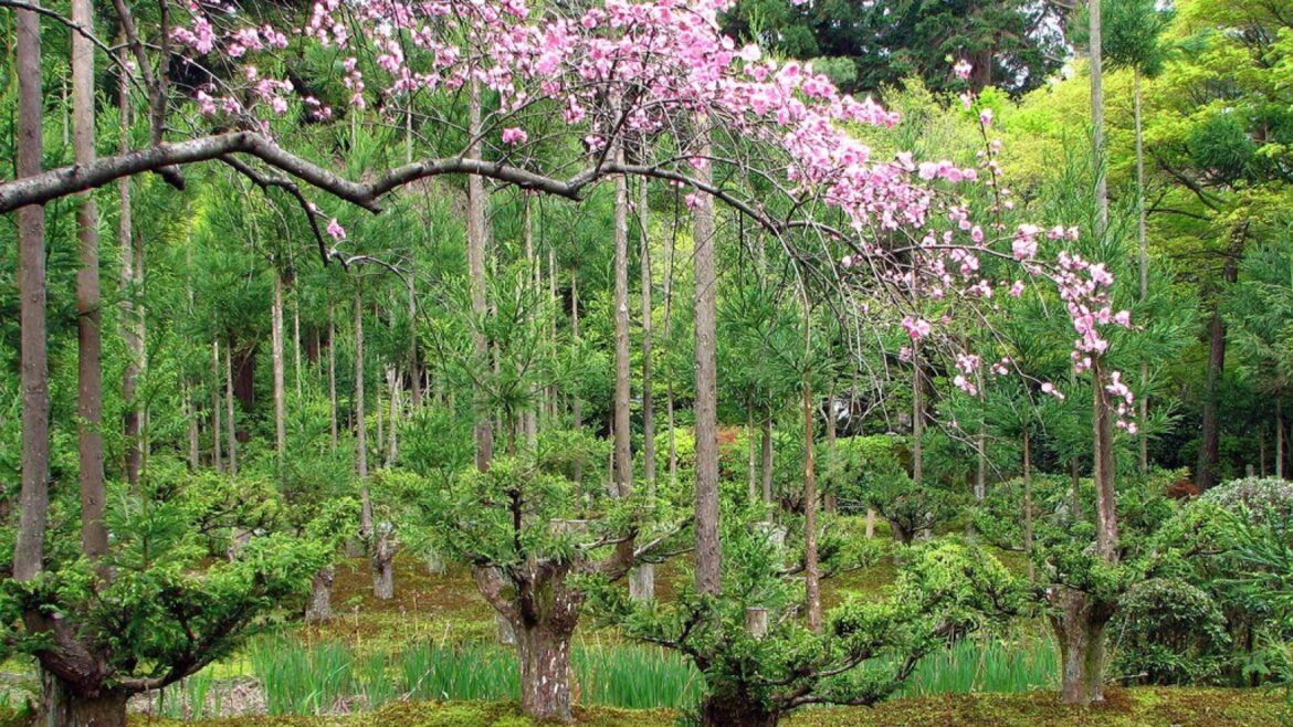 Daisugi: la técnica japonesa para obtener madera sin talar árboles - daisugi técnica japonesa