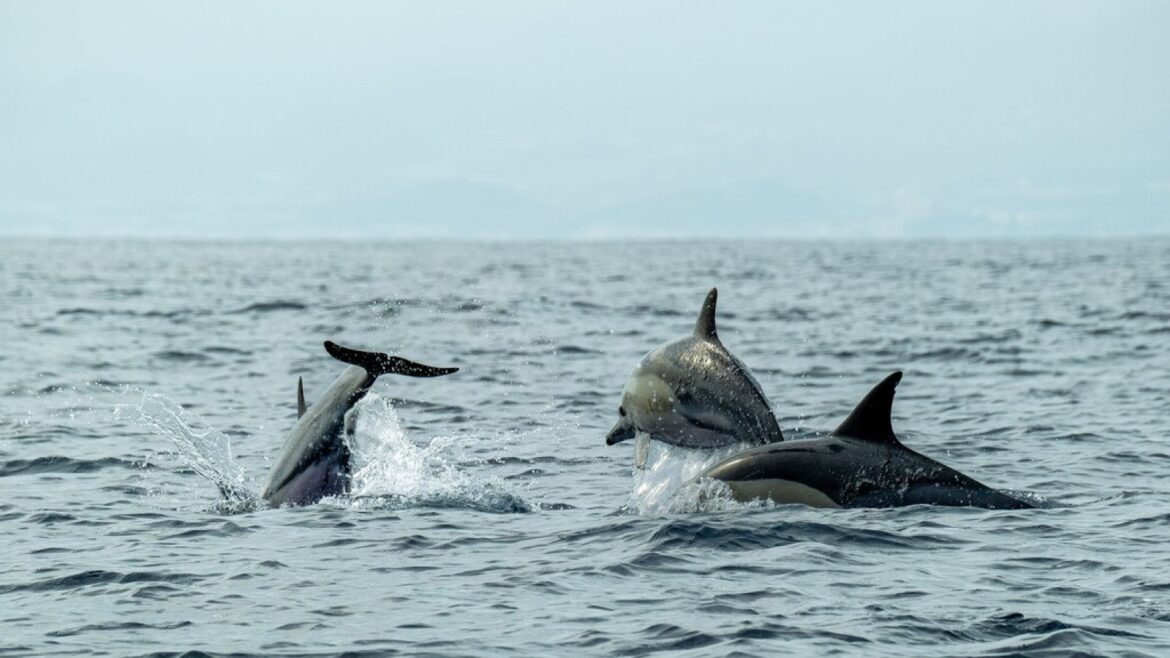 Ballenas: ¿podrán volver a caminar sobre tierra? La ciencia responde - evolución de las ballenas