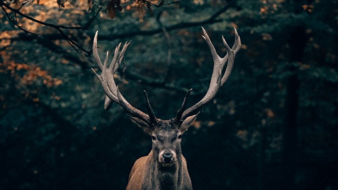 Kentucky resucita una especie extinta hace 150 años... gracias al carbón - alces en Kentucky