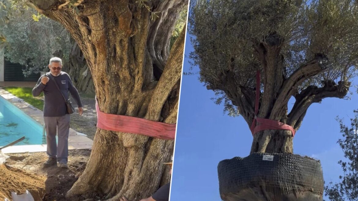 Trasladan un olivo de 500 años y 6.000 kilos al jardín de un particular - olivo 500 años