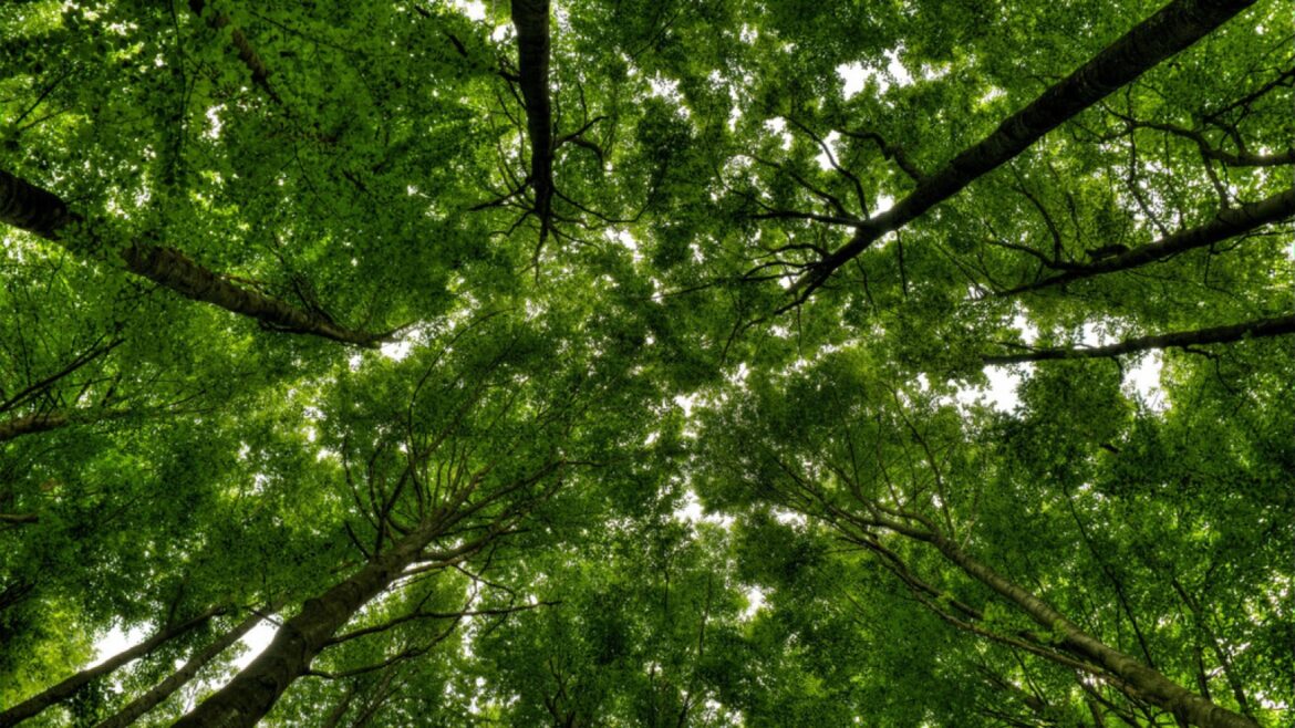 Los árboles se enderezan solos: el secreto que la ciencia acaba de revelar - propiocepción de los árboles