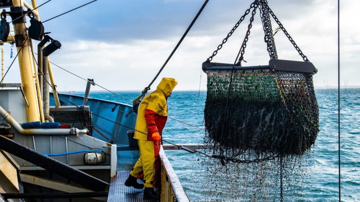 El pulpo huye de Galicia y a la industria pesquera española no le importa - pulpo Galicia